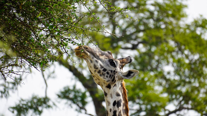 giraffe on a tree