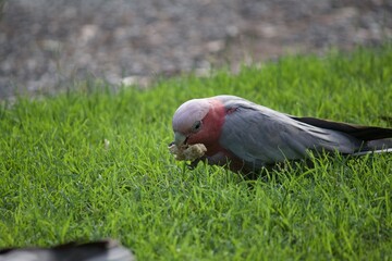 bird on a grass