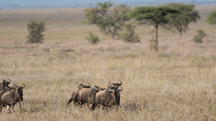 Obraz na płótnie Canvas wildebeest in serengeti