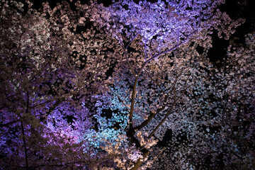 青いライトに照らされる桜