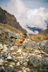 Pack horses on the trail in Peru