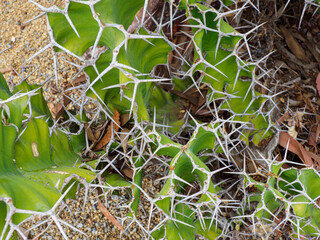 Planys and flowers, Balboa Park, San Diego California