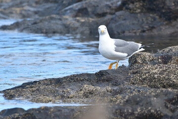 GAVIOTA