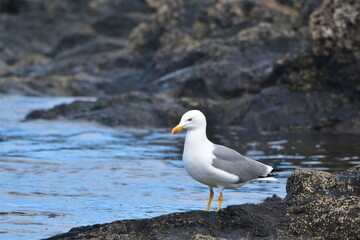 GAVIOTA