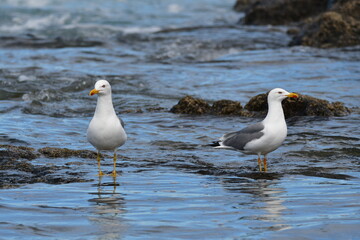 GAVIOTA