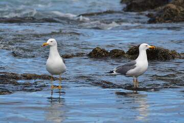 GAVIOTA