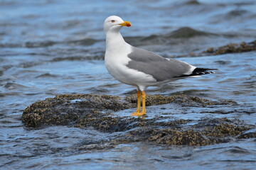 Obraz premium GAVIOTA