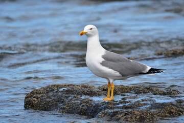 Fototapeta premium GAVIOTA