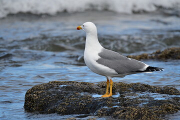 GAVIOTA