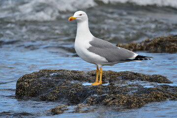 GAVIOTA