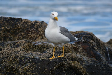 GAVIOTA