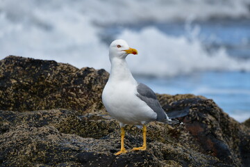 GAVIOTA