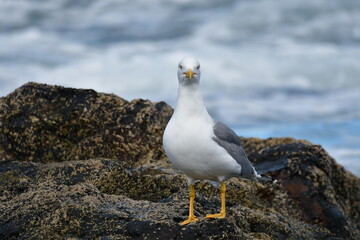 GAVIOTA