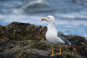 GAVIOTA