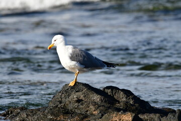GAVIOTA