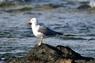 GAVIOTA