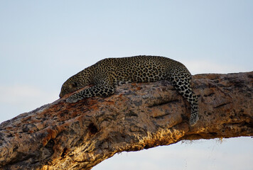 Fototapeta na wymiar leopard on the rock