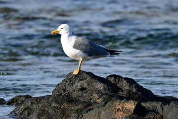 GAVIOTA