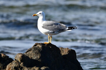 GAVIOTA