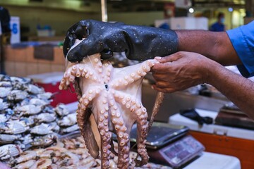 Selective focus at hands of middle eastern fishmonger holding a fresh delicates octopus for sale on blurred background of fish market stalls. Seafood marketplace.