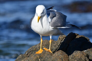 GAVIOTA