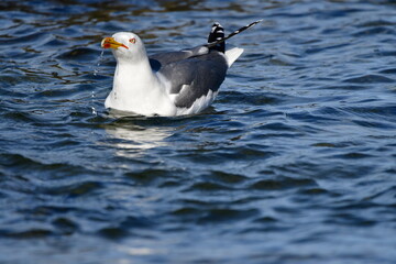 GAVIOTA