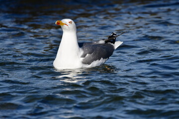 GAVIOTA