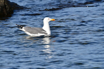 GAVIOTA