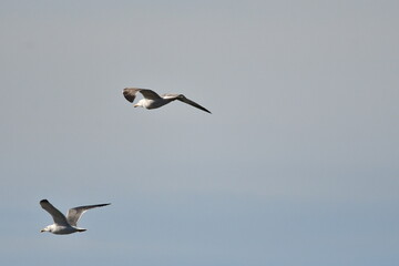 GAVIOTA