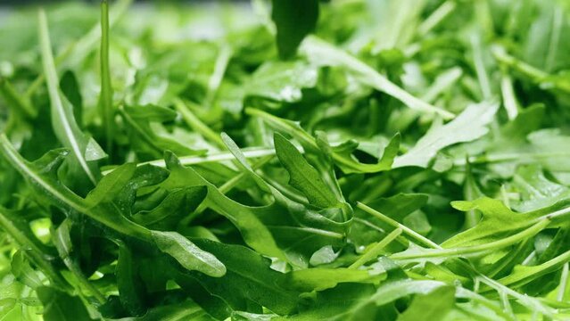 Arugula close-up. Salad green leaves background. Fresh rucola, lettuce. Raw vegetable leaf. 
