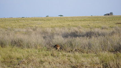 deer in the field