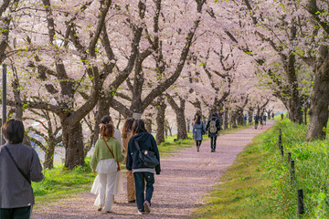 日本の春 埼玉幸手 幸手権現堂桜堤の桜並木