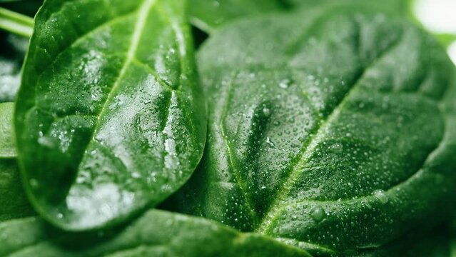Spinach close-up. Salad green leaves background. Fresh spinage, lettuce. Raw vegetable leaf. 
