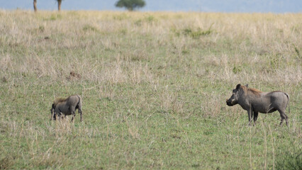 Fototapeta na wymiar warthog in the wild