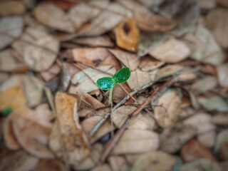 a tree that rises among the leaves