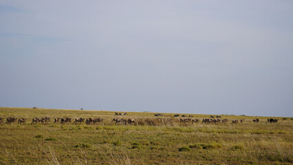 herd of wildebeest