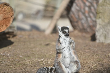 Lemur