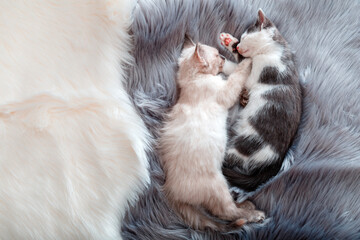 Obraz premium Cute Couple little happy kittens in love sleep together on gray fluffy plaid. Two cats pets animal comfortably sleep relax at cozy home. Banner for Valentine Day with copy space
