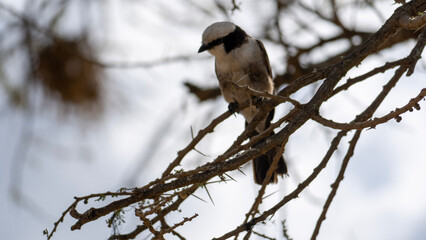 spotted woodpecker