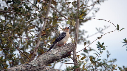 Red-bellied woodpecker (Melanerpes carolinus)
 perched in a tree in a backyard in Panama City, Florida, USA