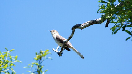 Northern mockingbird (Mimus polyglottos)
perched in a tree in a backyard in Panama City, Florida, USA