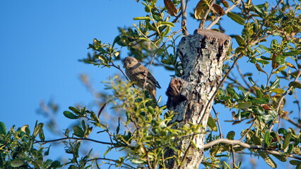 House finch (Haemorhous mexicanus) perched in a tree in a backyard in Panama City, Florida, USA