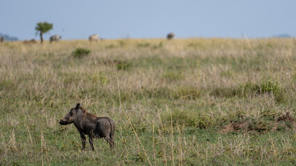 Obraz na płótnie Canvas warthog in the wild