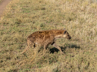 hyena in the savannah