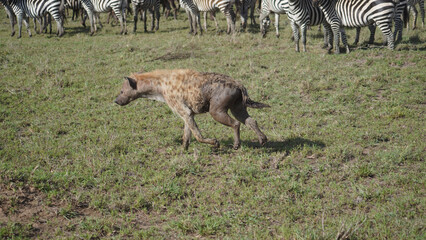 Naklejka na ściany i meble hyena in the savannah