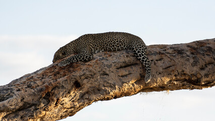 Fototapeta na wymiar leopard on the ground
