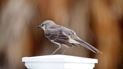 Northern mockingbird (Mimus polyglottos) perched on a fence in a backyard in Panama City, Florida, USA