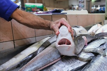 Selective focus at hands of middle eastern fishmonger showing a fresh delicates small shark for sale on blurred background of fish market stalls. Seafood marketplace.
