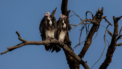 vulture on tree