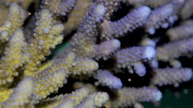 Yellow and purple Acropora corals releasing gametes during coral spawning event in the South Pacific 